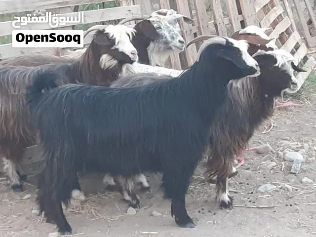 غنم من حلال بني سعيد ماشاء الله