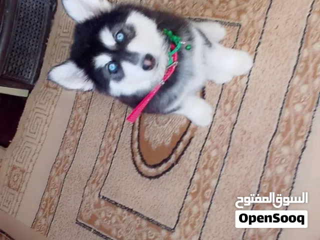 مطلوب كلبه هاسكي عين زرقه مفطومه جديد لي عندو يبعت صورها