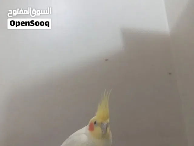كوكتيل بصحه ممتازه ويغرد