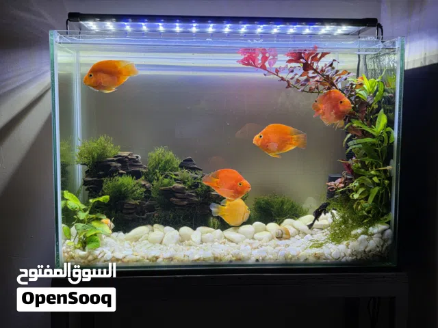 حوض سمك جاهز 60 × 30 سم مزروع مع المعدات  Planted fish tank  60 × 30  cm with equipments