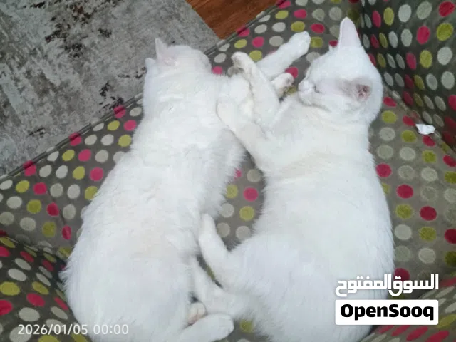 قططيتين انغوره