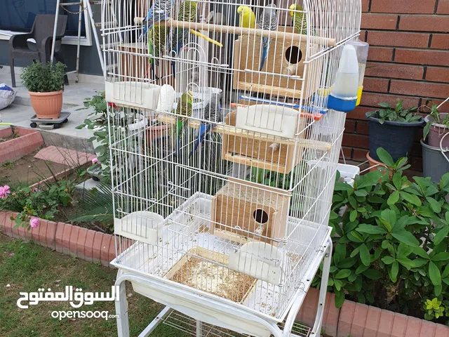 طيور حب مع قفص وقاعدة اجنبية