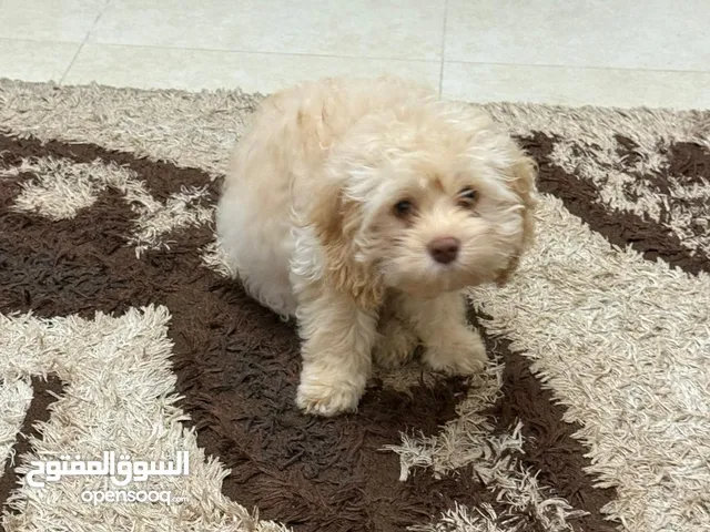 dog cockapoo,كلب كوكوبو