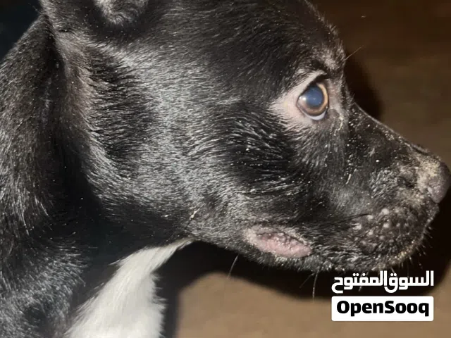كلب مهجن من أمريكان بولي و لابرادور