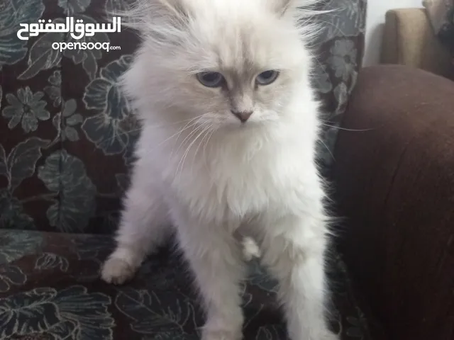 قط هملايا انثى منزليه (للبيع) ماخدة حبه ديدان