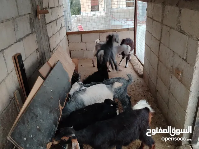 البيع جدي عدد 8