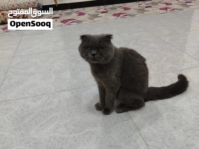 سلام عليكم بزونه لبيع