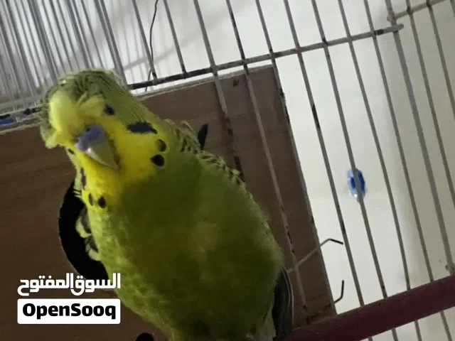 متاحح كوبيات