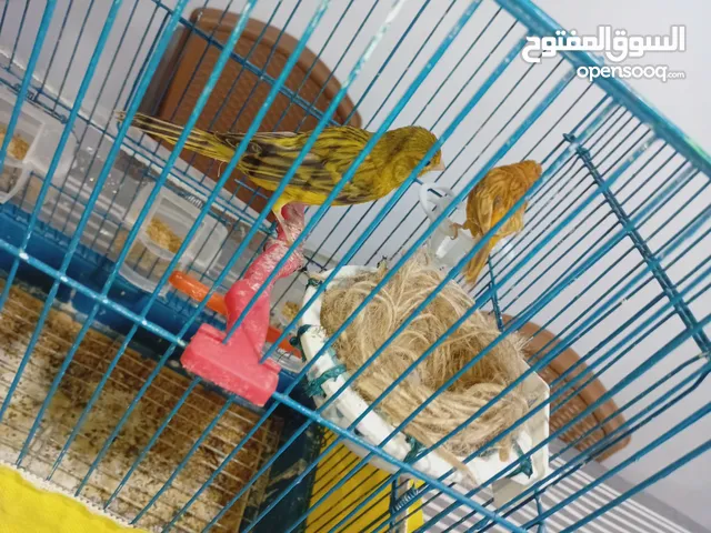 عصفير كنار