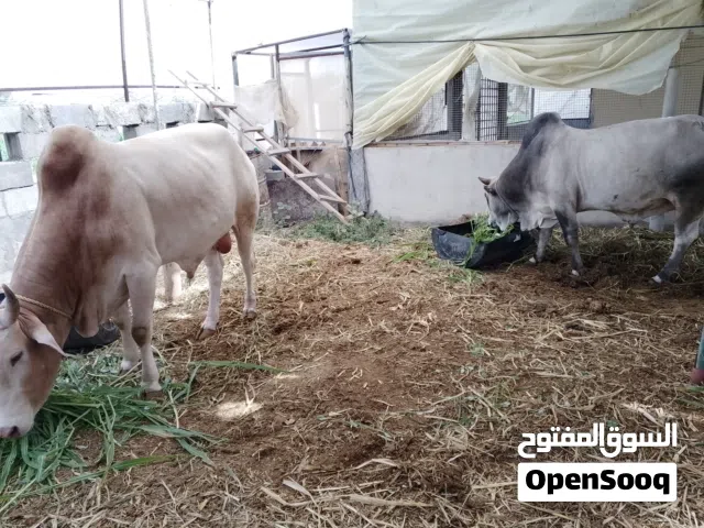 للبيع ثيران كبار