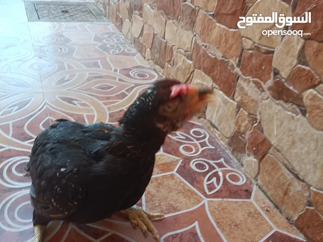 دجاج روسي للبيع