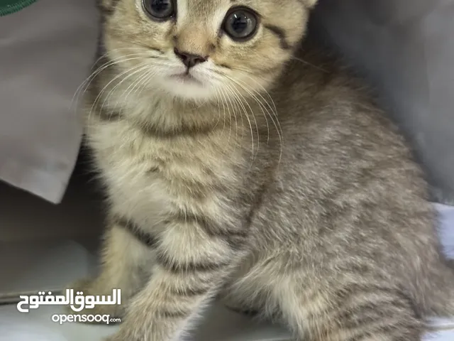 للبيع قطط فولد( الأب روسي و الأم هملايا)