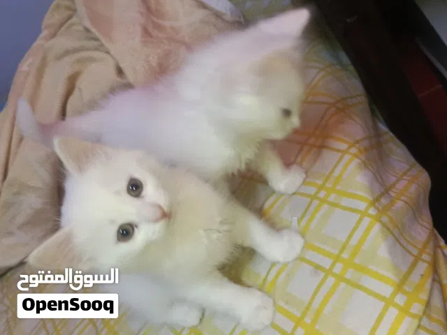 شيرازي عمر شهرين