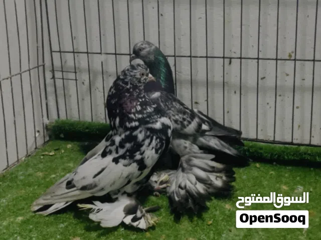 كوبيه هزاز فلل
