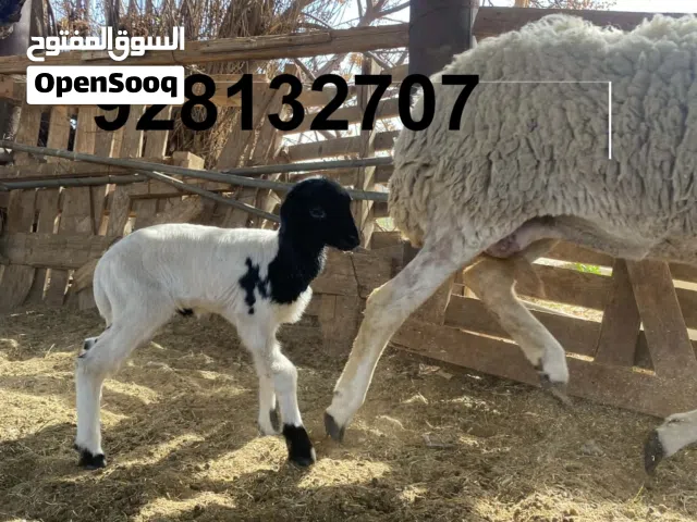 خروف عمره 10 ايام