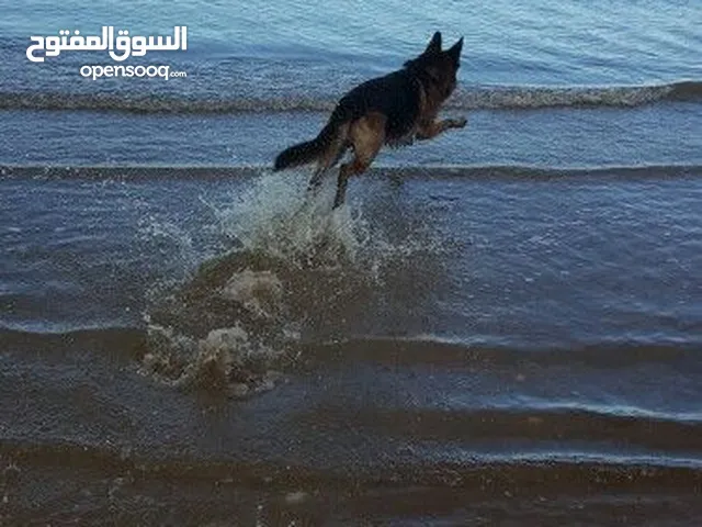 جيرمن ورك لونج هير اموره طيبه الحمد لله مايشكي من اي شي