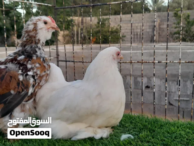 كوبية استورالي
