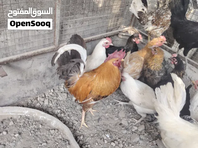 ديك عماني مطعوم تربية مزرعة المنزل العمر يتراوح من 5 إلى 6 سنوات بصحة ممتازة ولا يعاني من اي أمراض