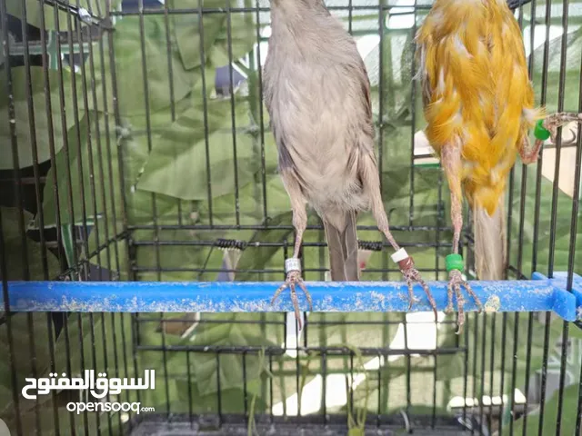 متاح فحل وطيرة بناديق للبيع بسعر حرق اقرا الوصف