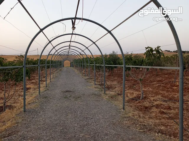 Farm Land for Sale in Madaba Jelul