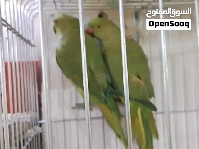 للبيع ببغاء دره