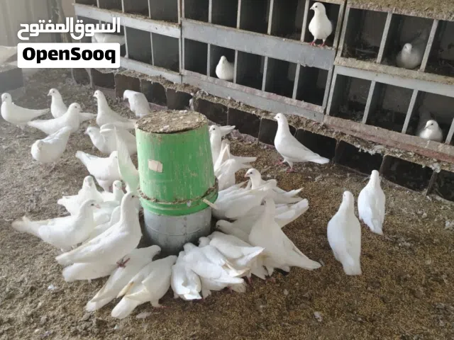 حمام فرنسي بيور الأصلي