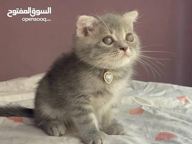 قطط سكوتش فولد وستريت عمرهم شهرين