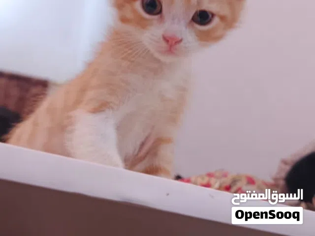 قطط منزلية لتبني