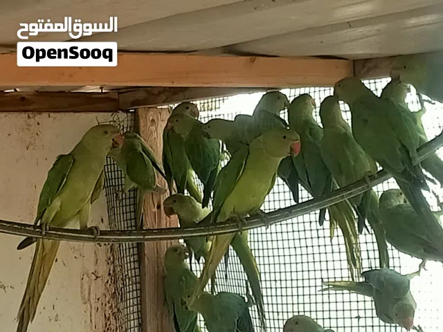 بغبغاء الدره الاخضر..اقري الوصف