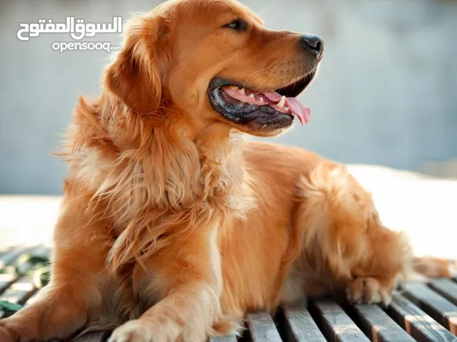 كلب جولدن عمر سنه ونص