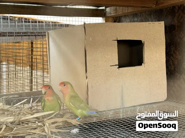 روز محجلات زوج منتجات