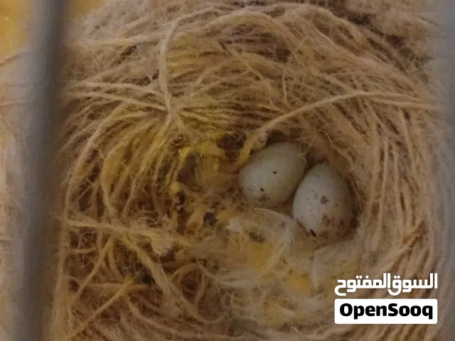 السلام عليكم  كوبيه كناري تونسي تحتها زوز فروخ كبار وحاليا راقده عالدحي