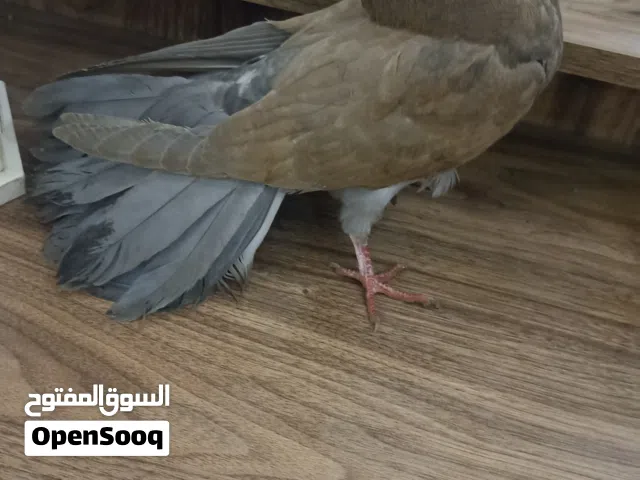 حمامة فانتيل هندي للبيع ربي يبارك سعرها 120 قابل للنقاش