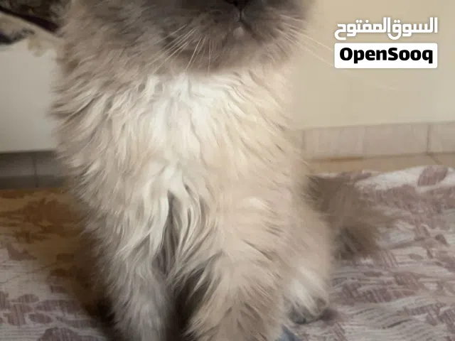 cat For adoption