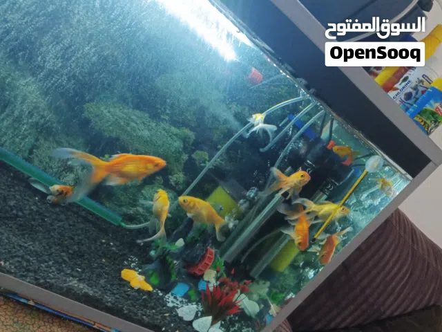 حوض سمك كبير