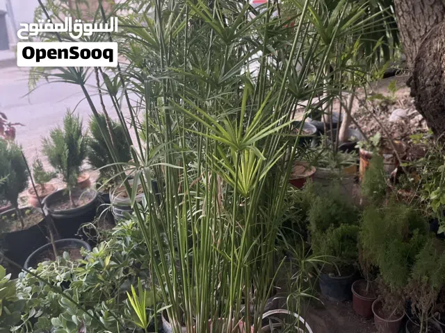 تزين حدائق واسترحات وفيلال