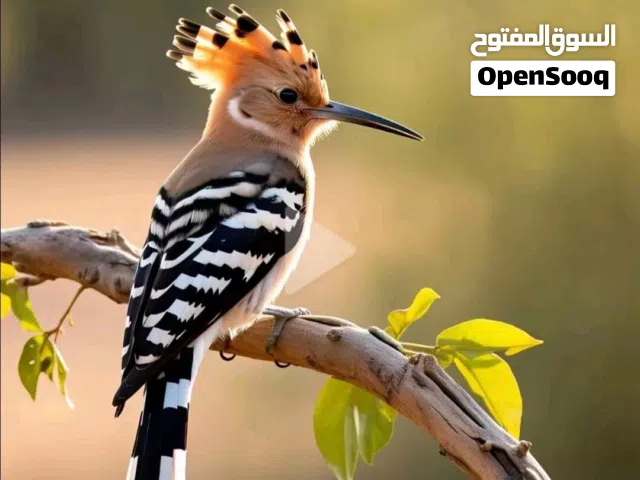 طير هدهد للبيع