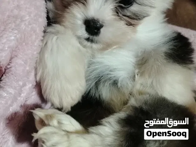 كلب شيتزو للبيع