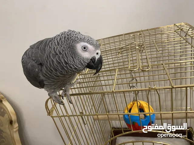 ببغاء كاسكو