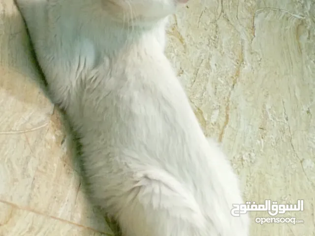 قطه انثى للبيع بسعر 27ريال عماني