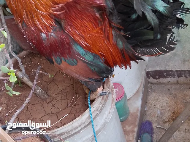 ديكين للبيع