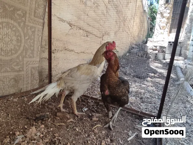 متاح بيض أذناب نوادر بيض بلتم مقزم بيض ألماني نخب نخب