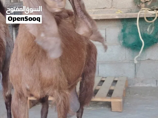 معزتين عالقبرصي غلاض