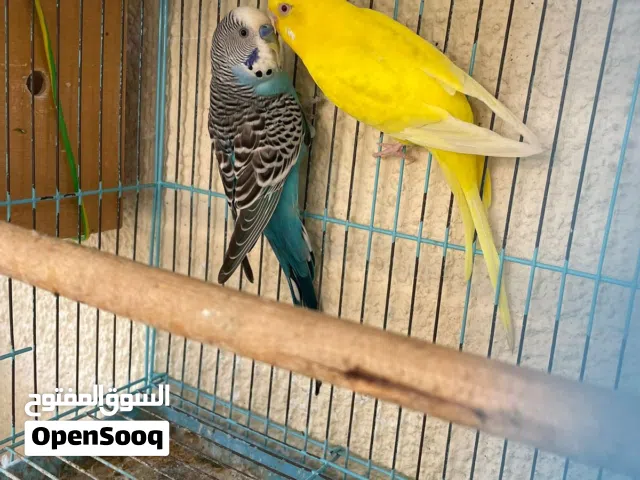 زوج بادجي للبيع