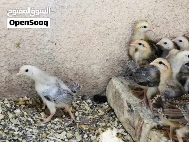 افراخ دجاج كويتي