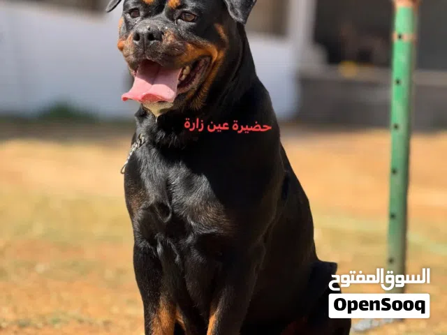 انتاية رود استراد تونس
