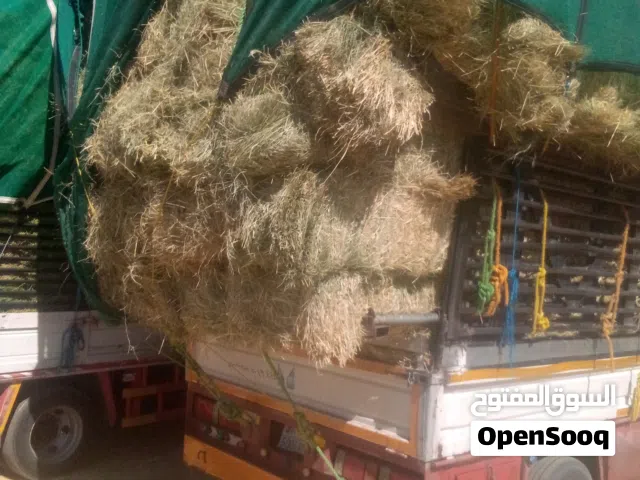 برسيم ورادس باسعار مناسبه