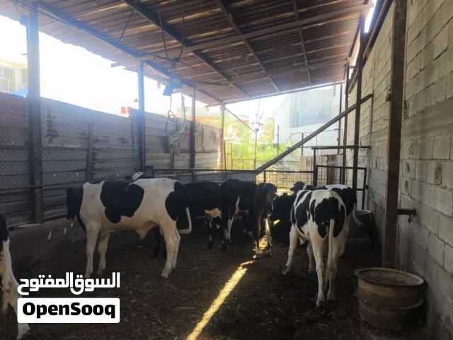 عجول سمان كلش وخشنات