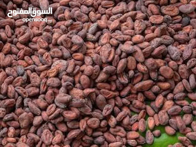 Cacao beans For export