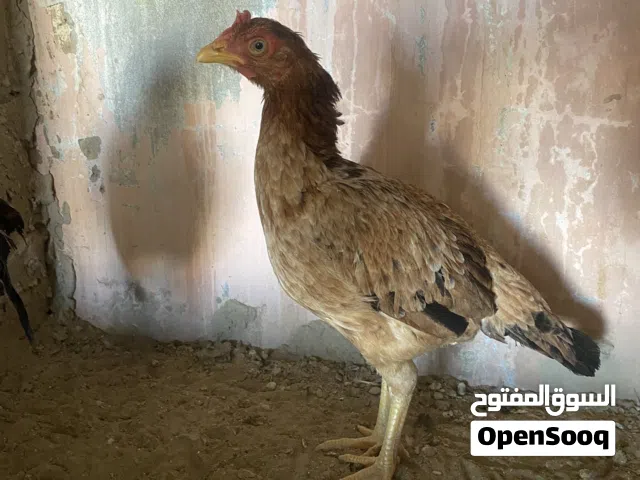 دجاجه شانجرا للبدل ب طير او للبيع